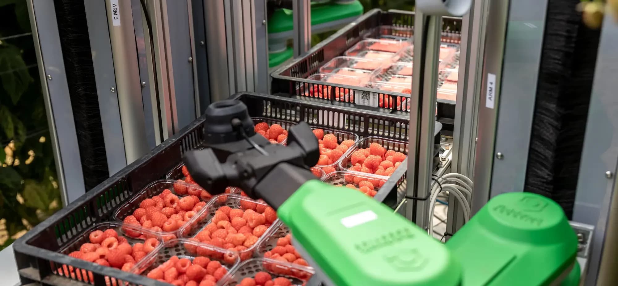 Robot de récolte de baies Fieldwork Robotics en vue produit avec bras articulés et système de cueillette